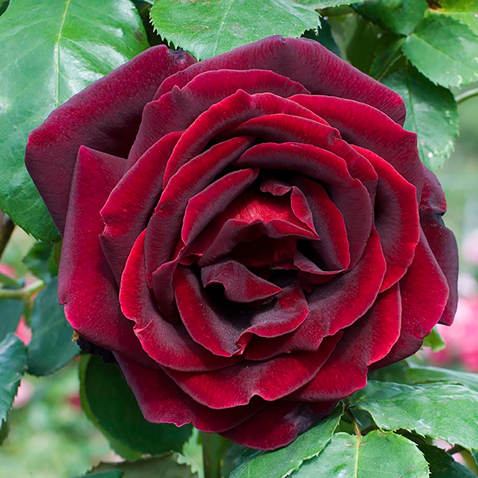 Papa Meilland®  Potted Tree Rose