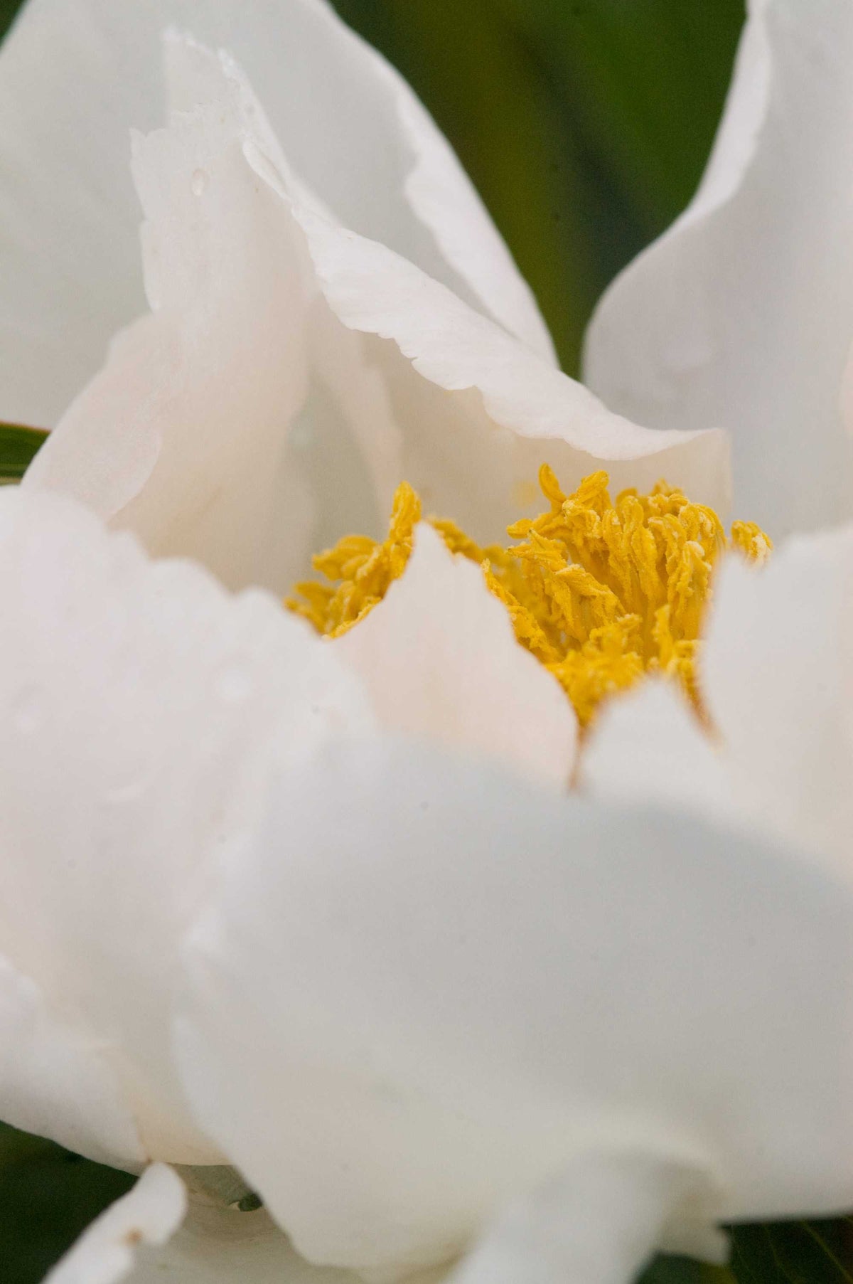 Peony Krinkled White- Peony Bulbs