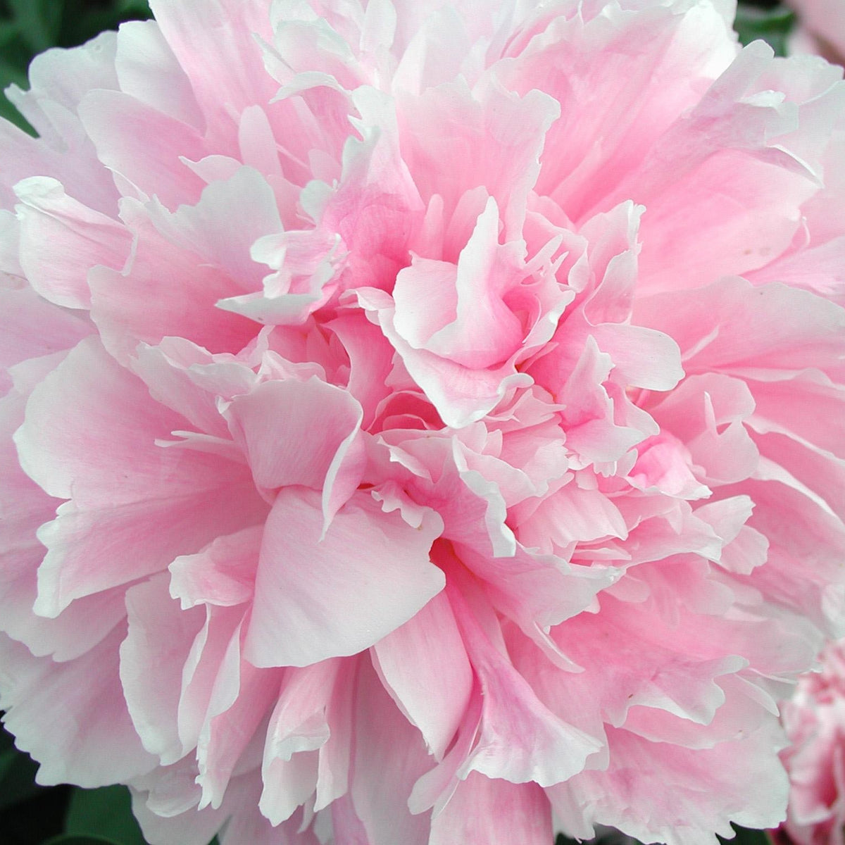Peony Sarah Bernhardt - Peony Bulbs