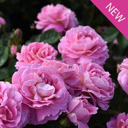 True Bloom Roses® True Perfume™ Bare Root Rose Bush