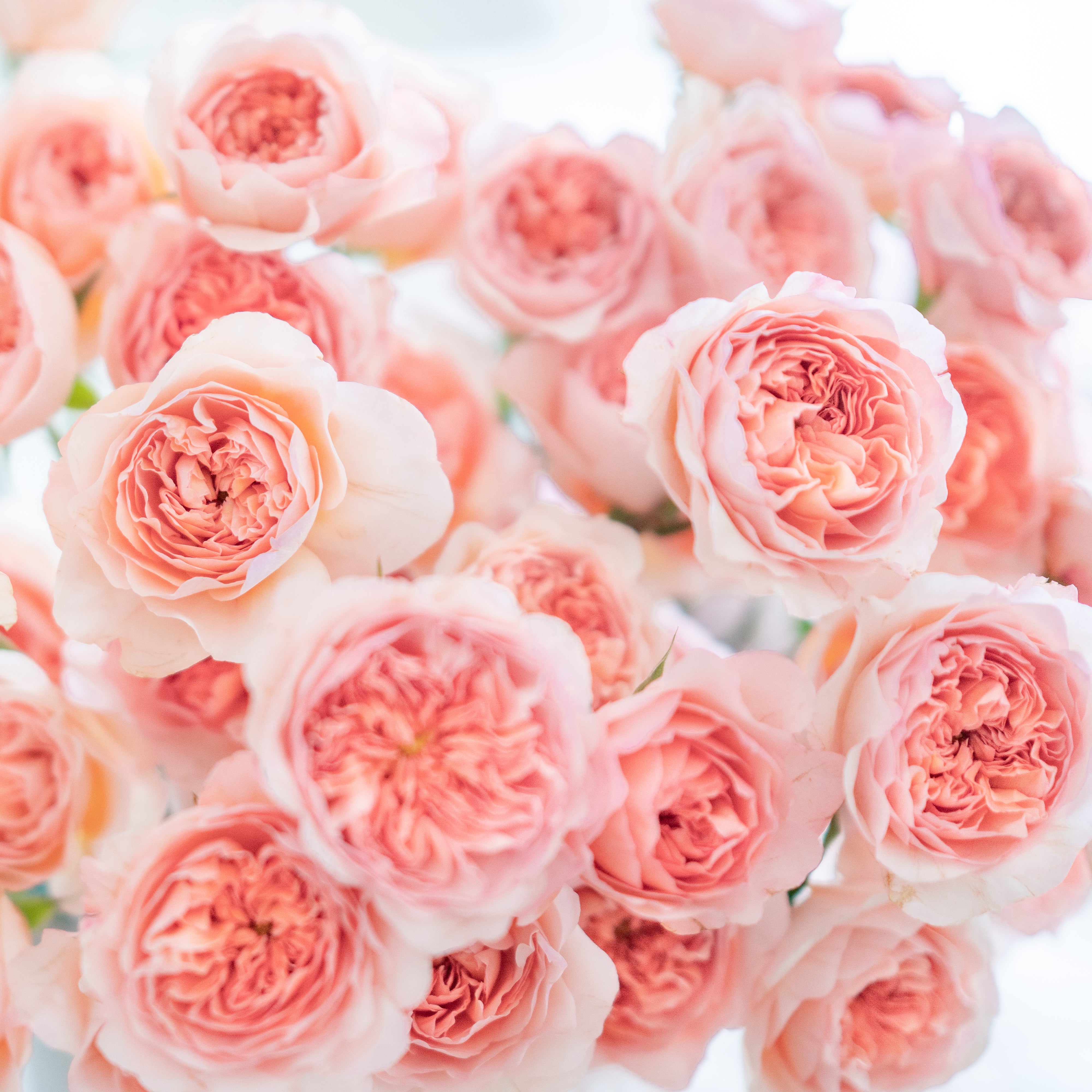 Phoebe™ Special Bouquet