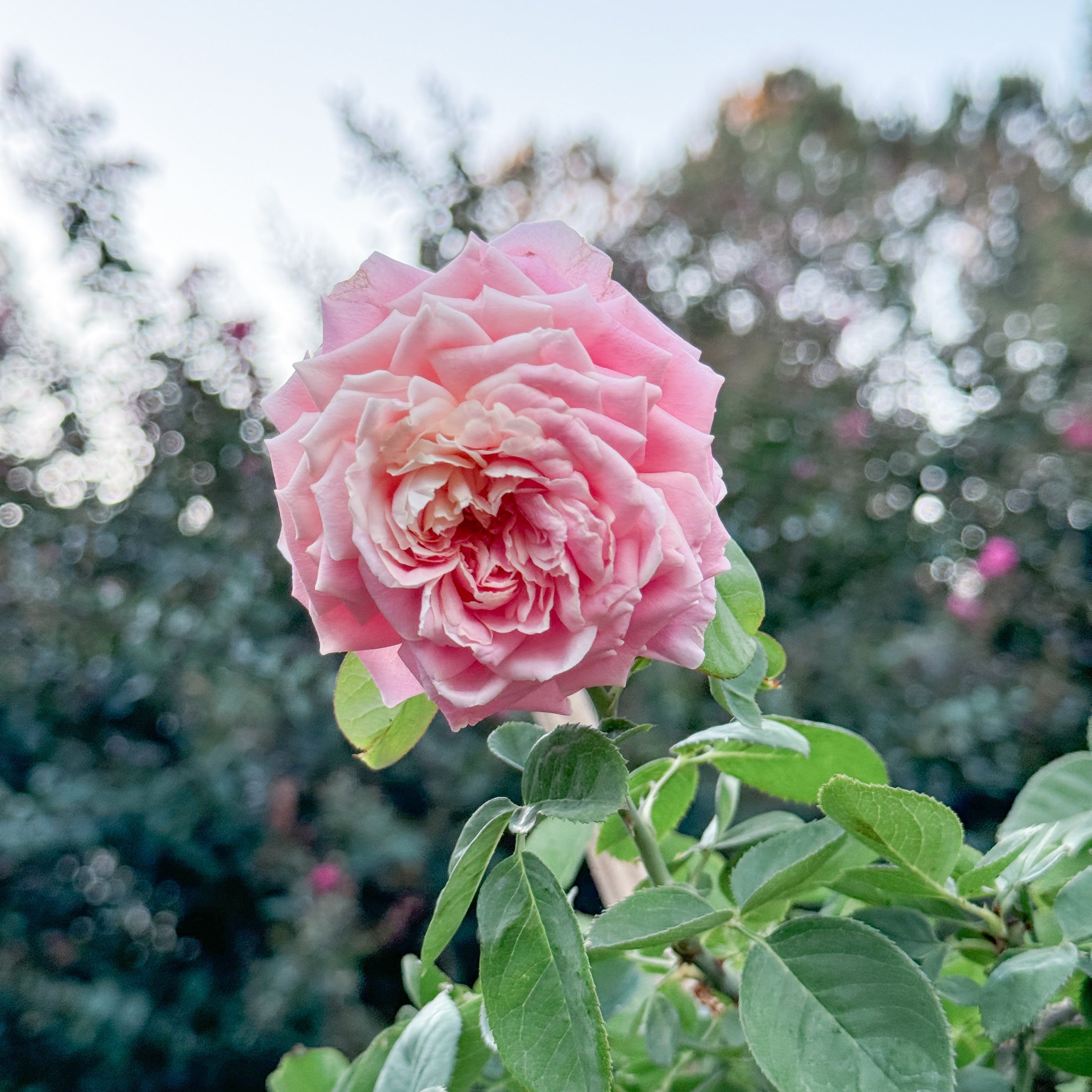 Pink rose with green leaves against a blurred natural background