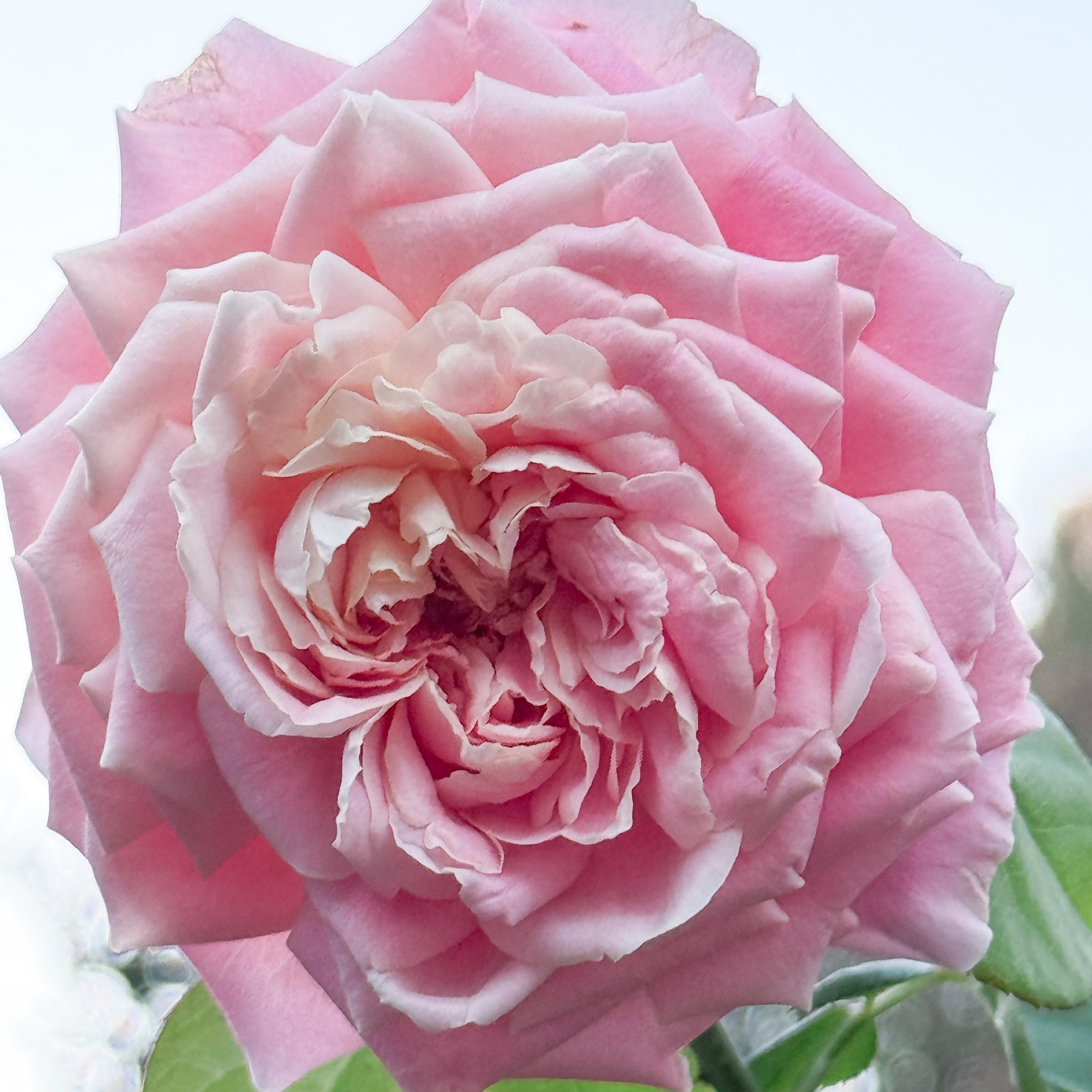 True Bloom® True Inspiration Potted Rose Bush