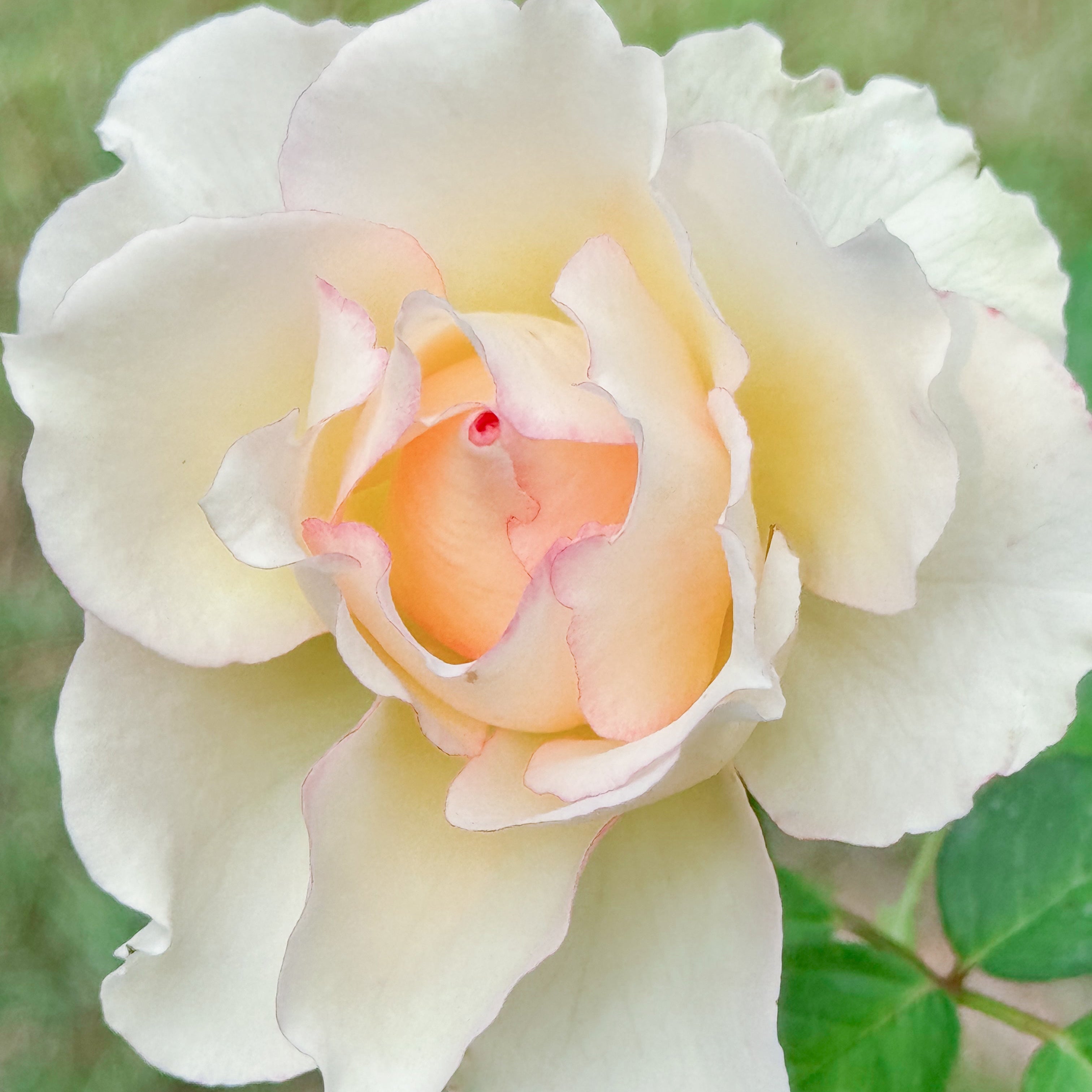 Close-up of a white rose with a soft focus background