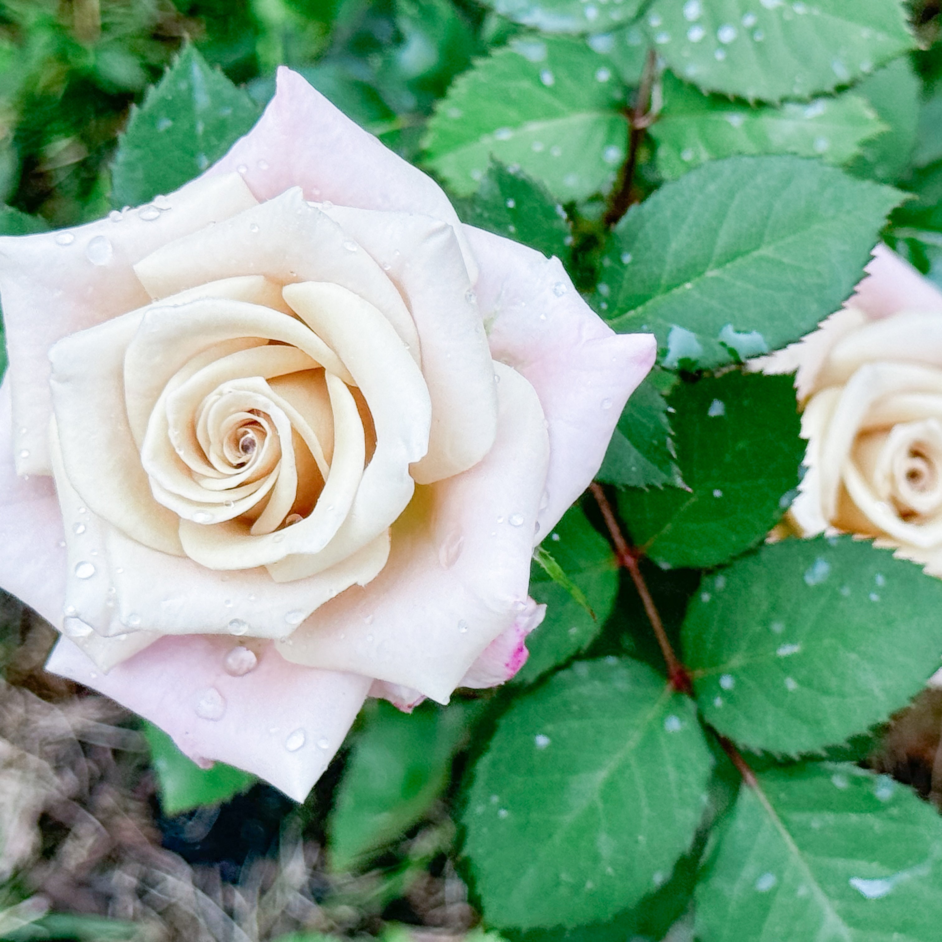 Two white roses with green leaves on a natural background