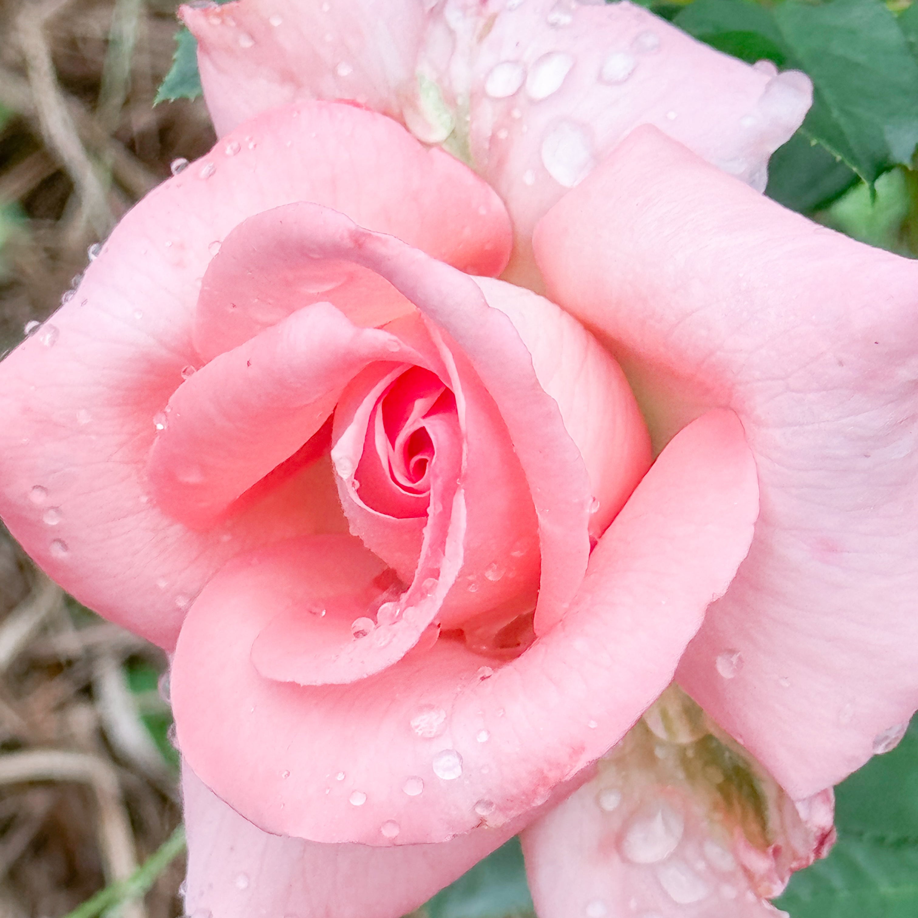 Marylou Whitney Bare Root Rose Bush