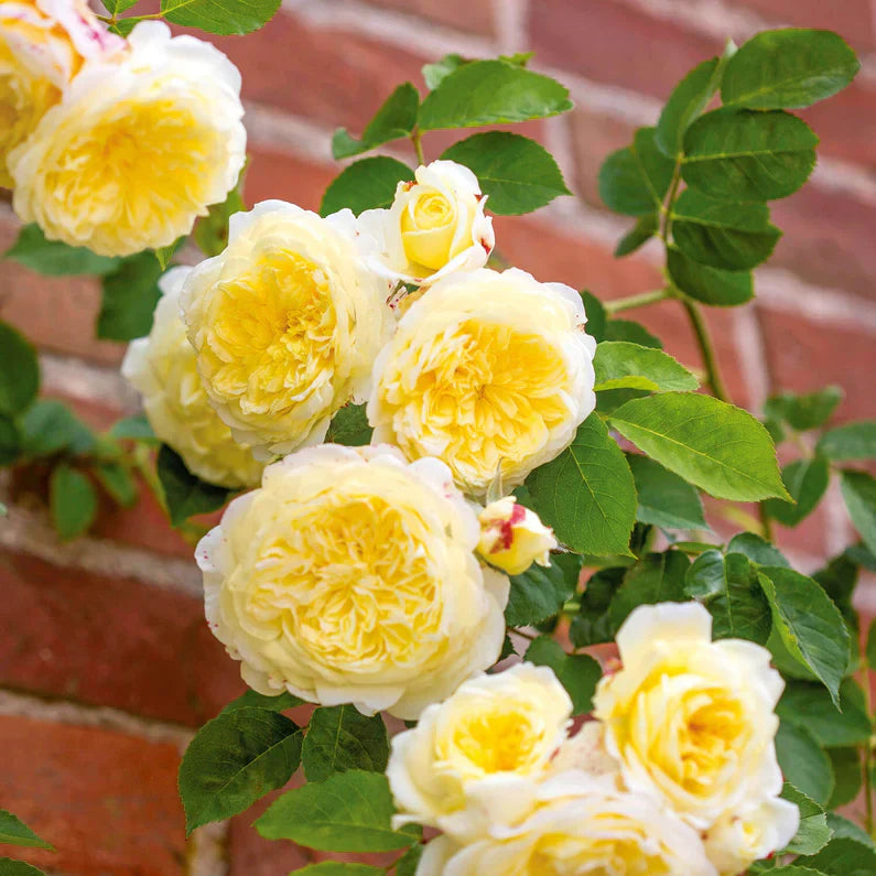 David Austin® The Pilgrim® Potted Climbing Rose