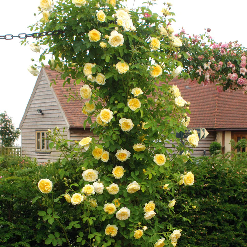 David Austin® The Pilgrim® Potted Climbing Rose