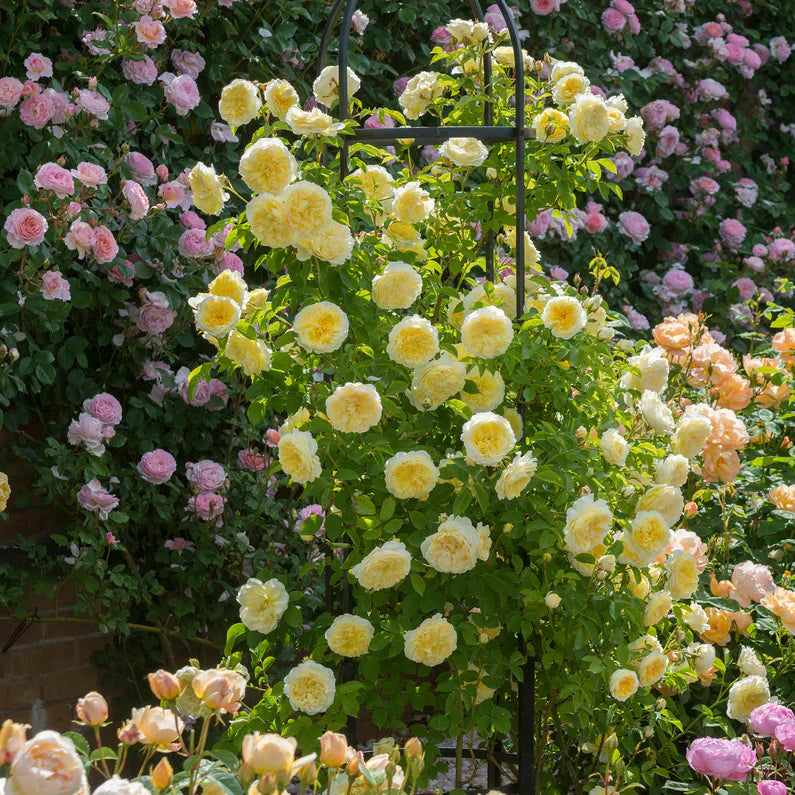 David Austin® The Pilgrim® Potted Climbing Rose
