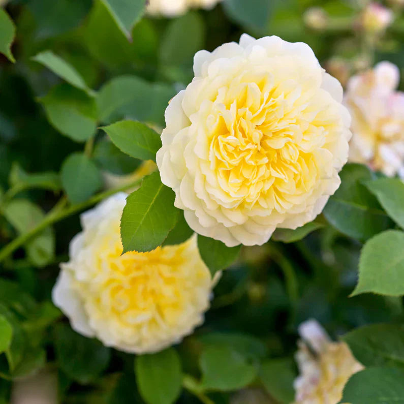 David Austin® The Pilgrim® Potted Climbing Rose