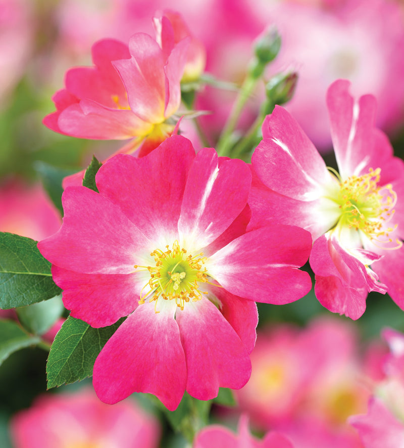 Pink Drift®  Bare Root Rose Bush