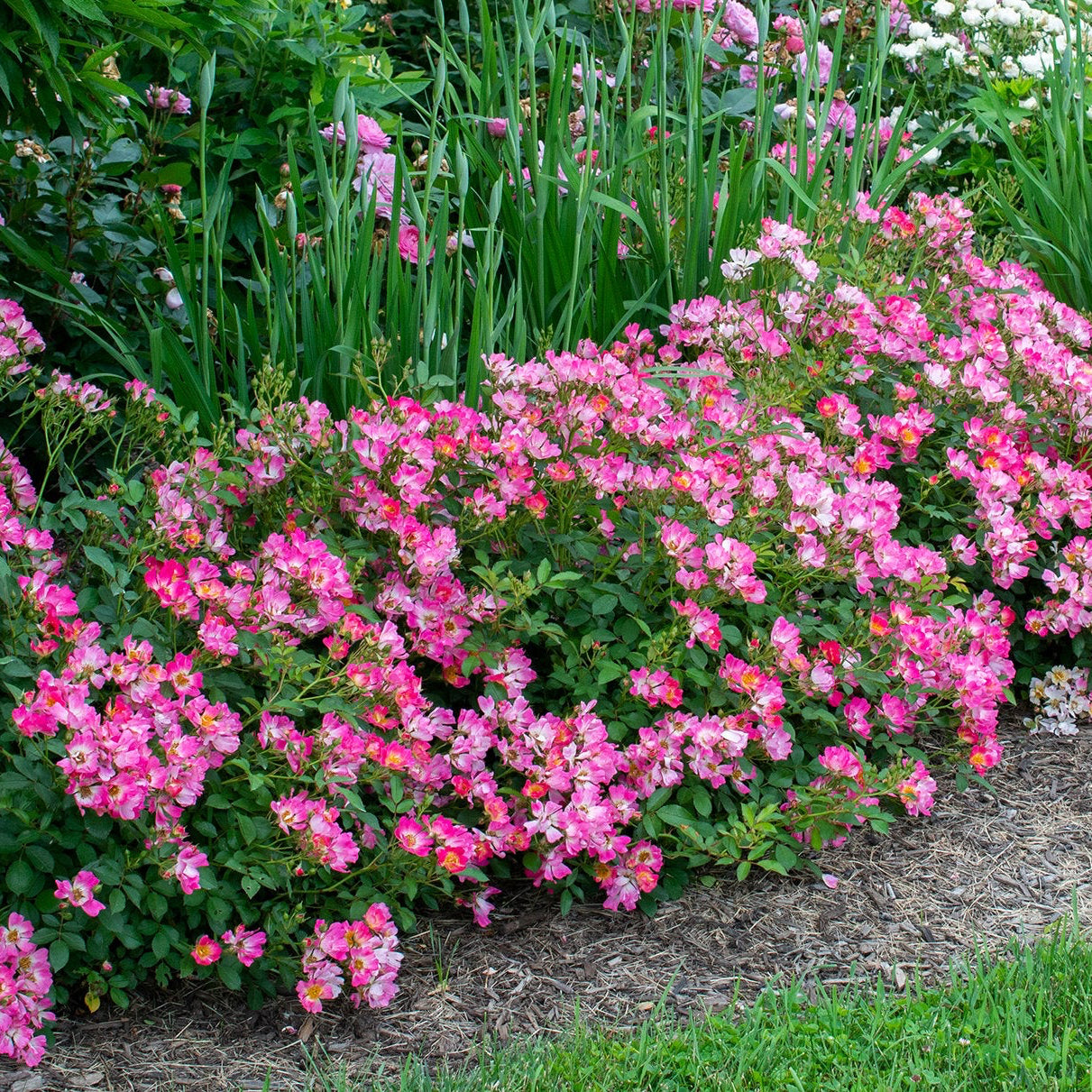 Pink Drift®  Bare Root Rose Bush