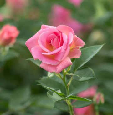 Pink Freedom™ Potted Rose Bush
