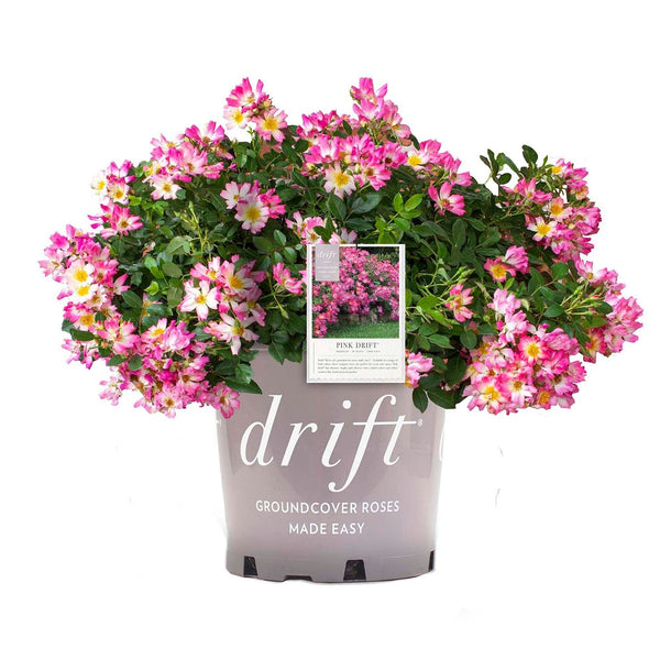Pink Drift®  Bare Root Rose Bush