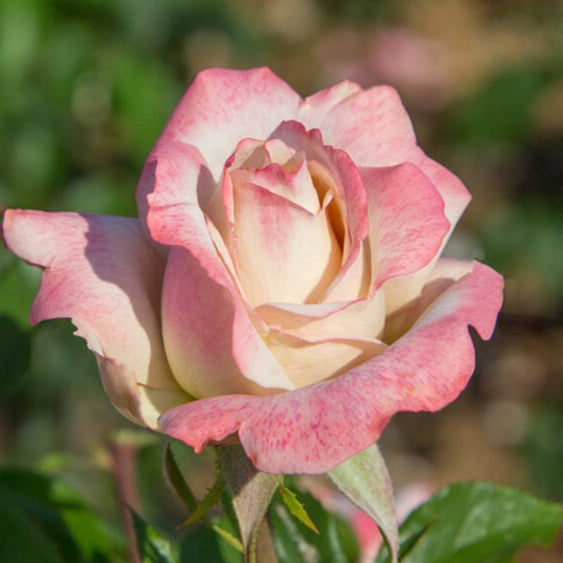 Pinkerbelle™  Bare Root Rose Bush