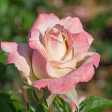 Pinkerbelle™ Rose Bush