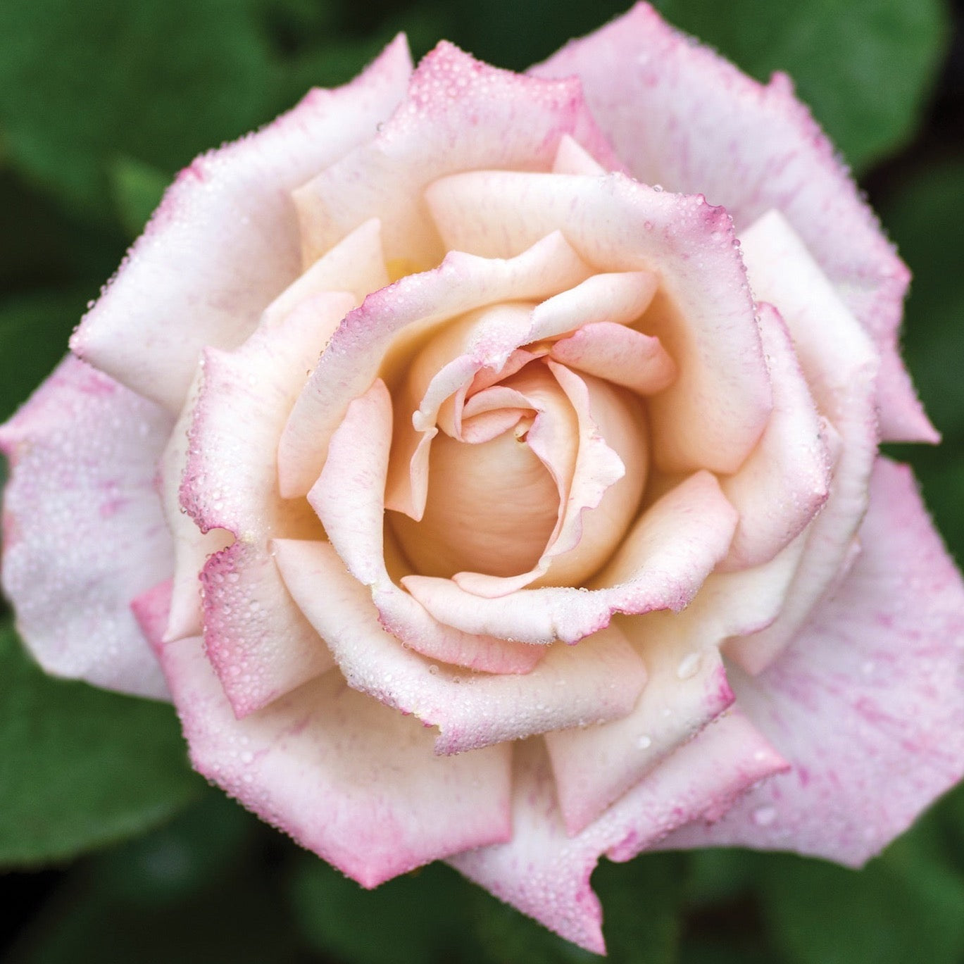 Pinkerbelle™  Bare Root Rose Bush