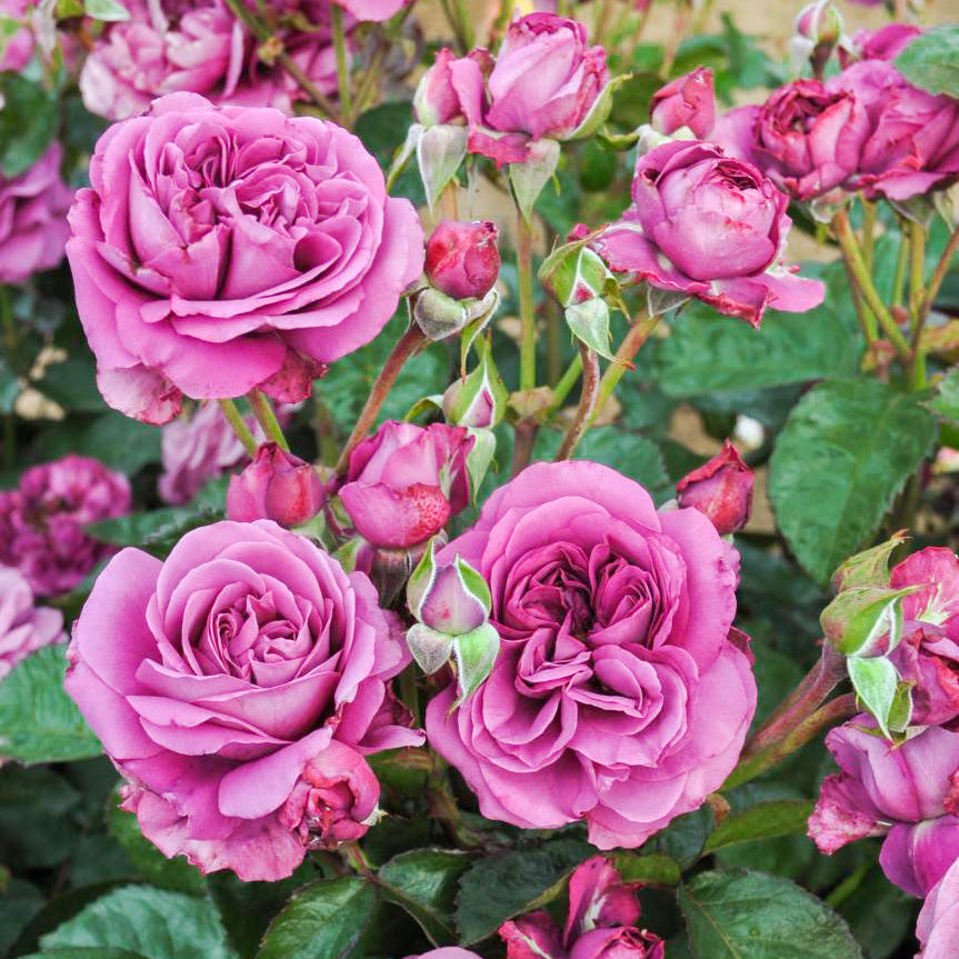 Sunbelt® Plum Perfect™ Bare Root Tree Rose