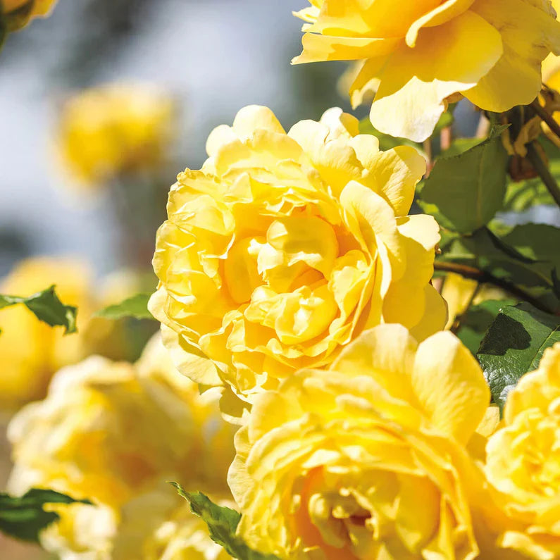 David Austin® The Poet's Wife Potted Rose Bush