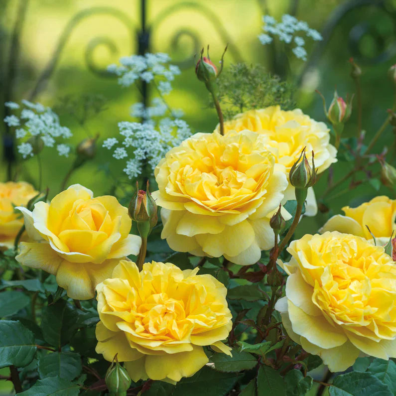 David Austin® The Poet's Wife Potted Rose Bush