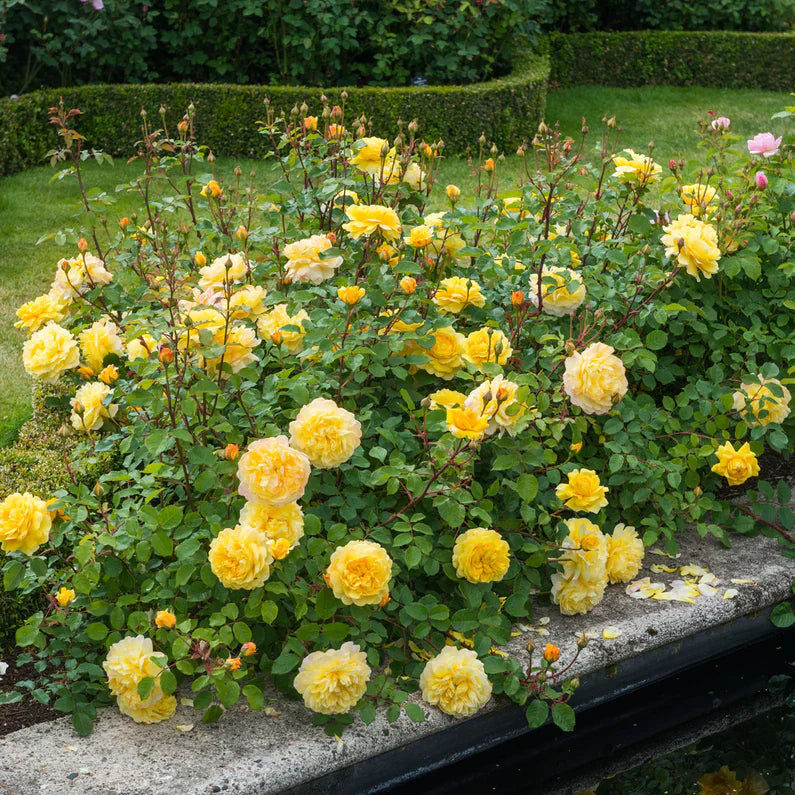 David Austin® The Poet's Wife Potted Rose Bush