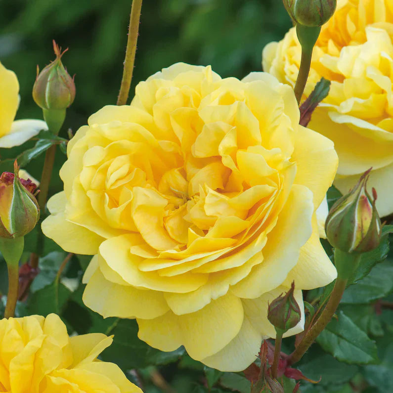 David Austin® The Poet's Wife Potted Rose Bush