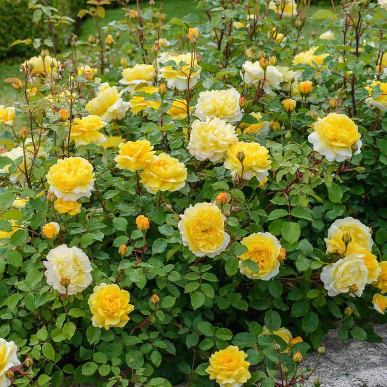 David Austin® The Poet's Wife Potted Rose Bush