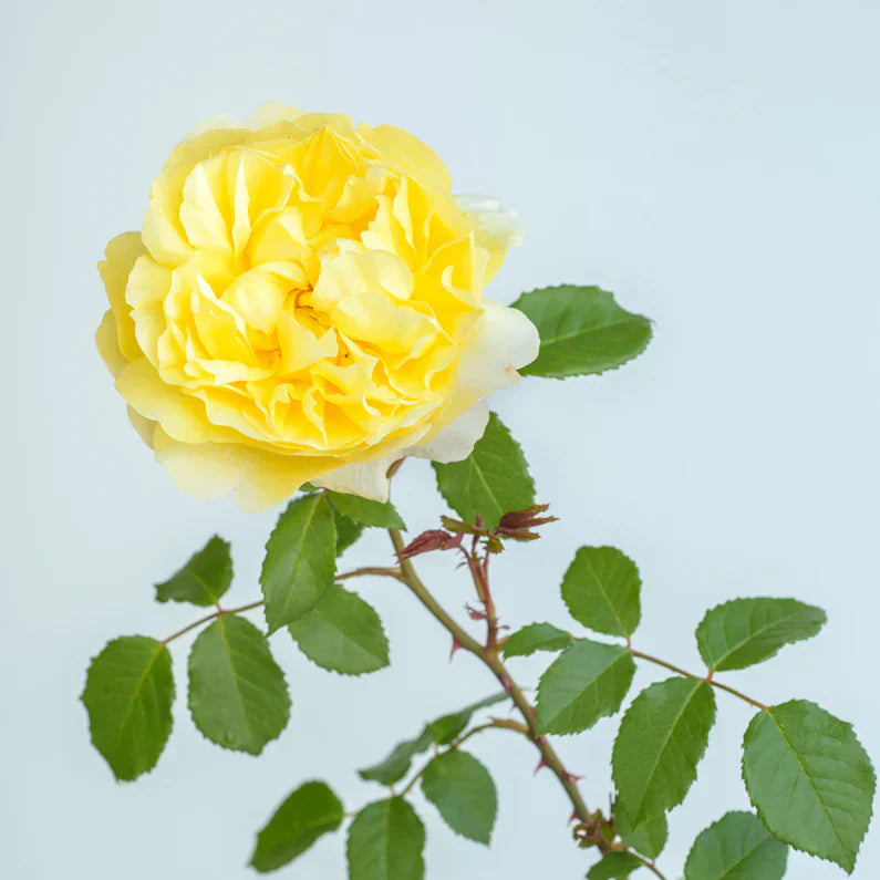David Austin® The Poet's Wife Potted Rose Bush
