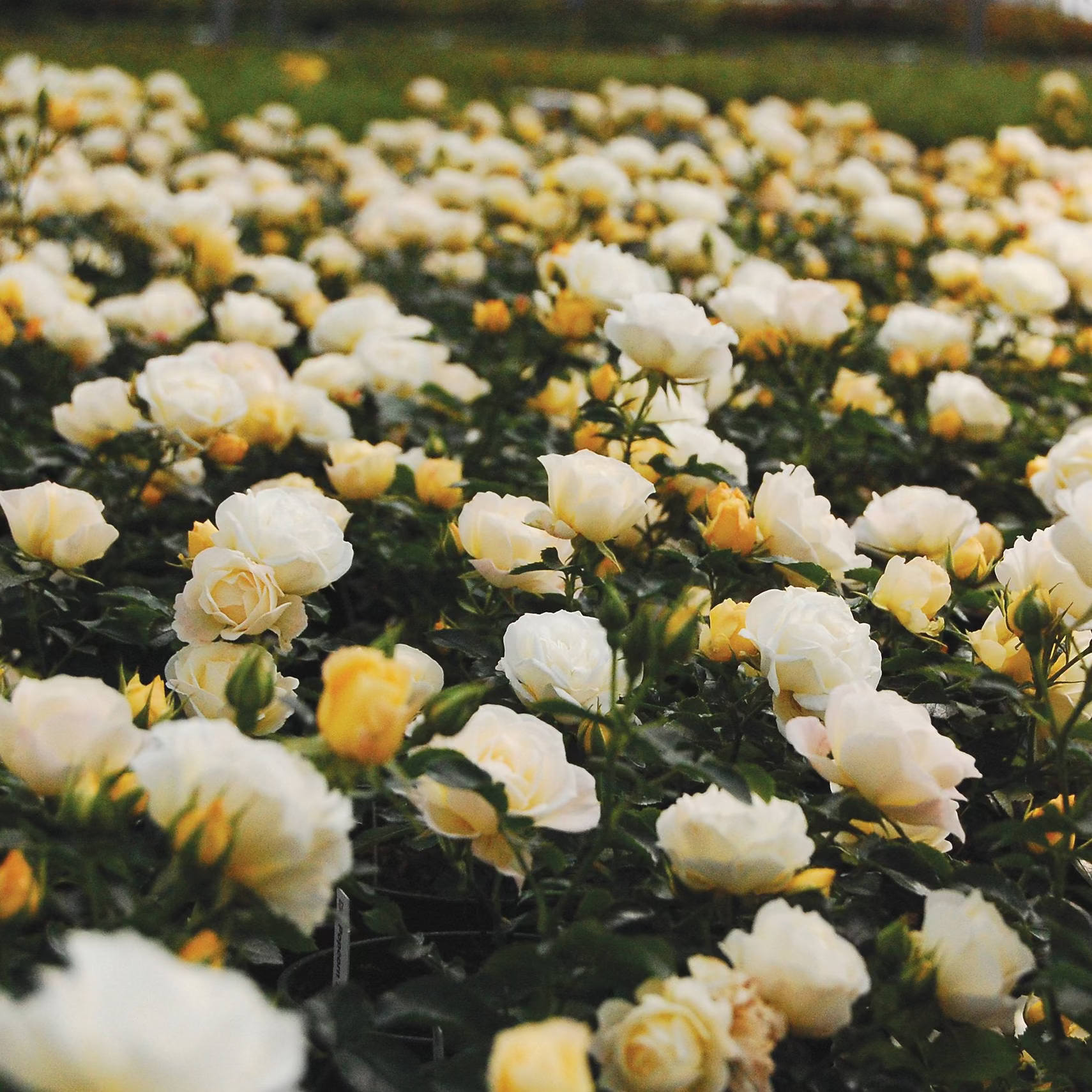 Popcorn Drift® Potted Rose Bush
