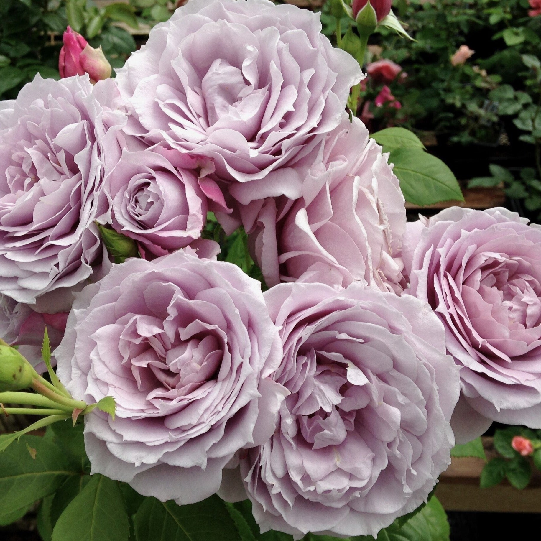 Poseidon™  Bare Root Rose Bush