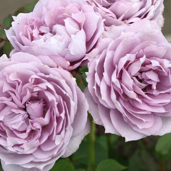Poseidon™  Bare Root Rose Bush