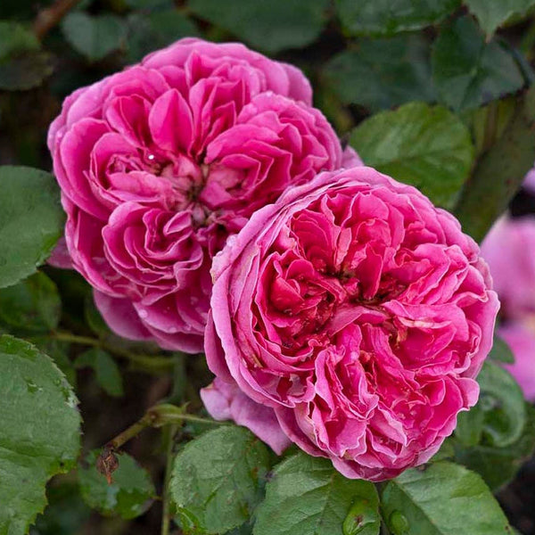 PowerPuff Pink® Potted Rose Bush
