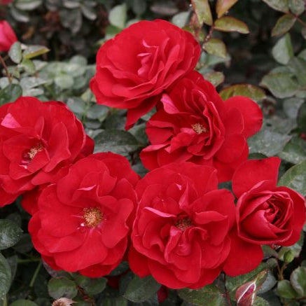 Preference™ Potted Rose Bush