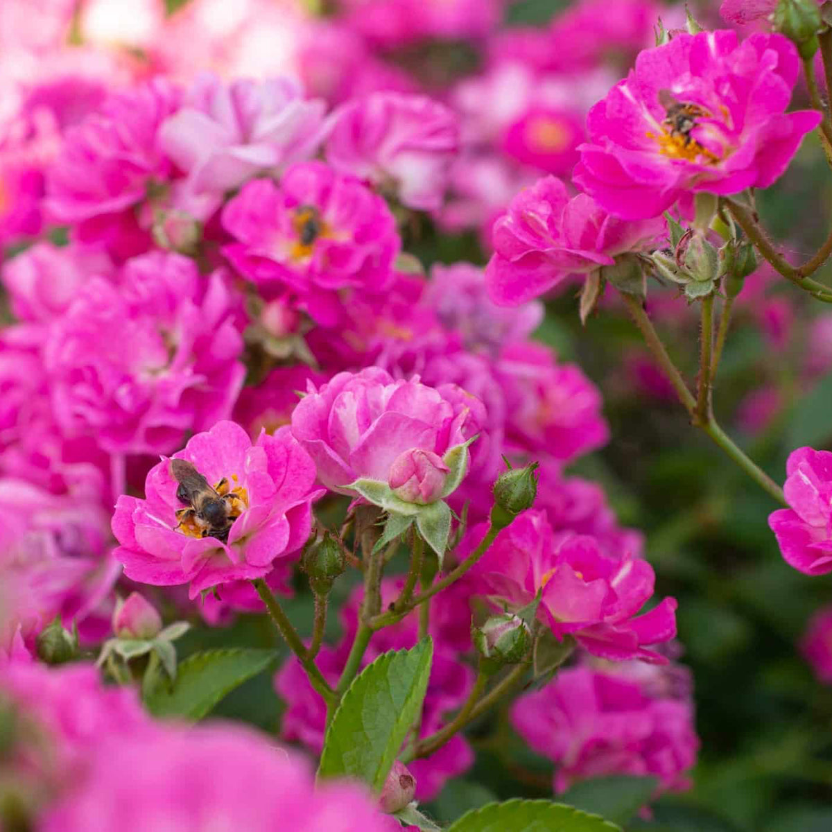 Pretty Poly® Pink Potted Rose Bush