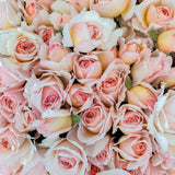 Princess Charlene de Monaco® Rose Bush