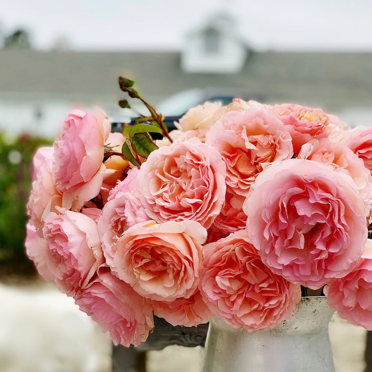 Princess Charlene de Monaco® Tree Rose Bush