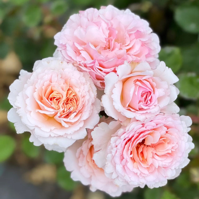 Princess Charlene de Monaco® Rose Bush