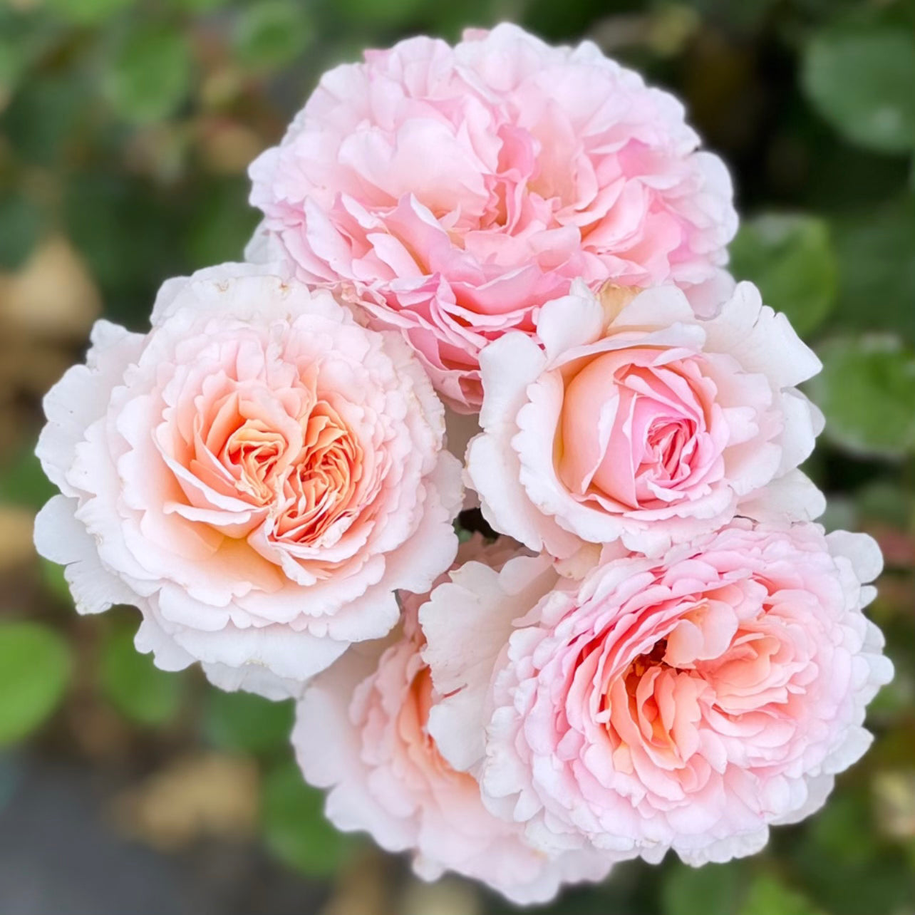 Princesse Charlene de Monaco™ Gardener's Bundle of 6 Bare Root Roses