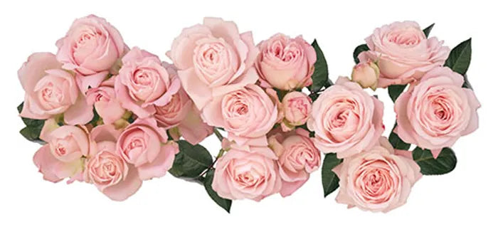 Princess Fairy Kiss Special Bouquet