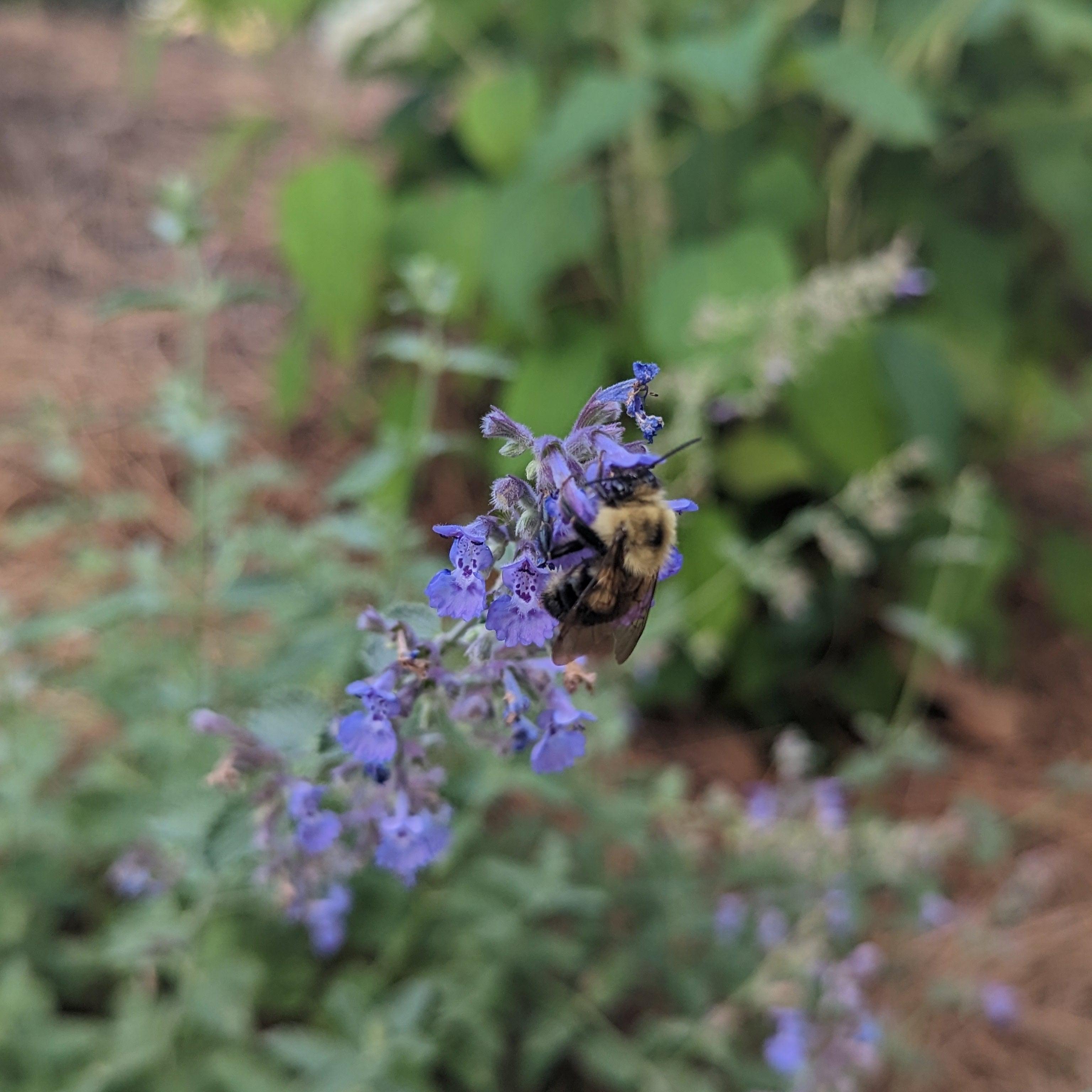 Catmint Walker's Low Potted Catmint Plant