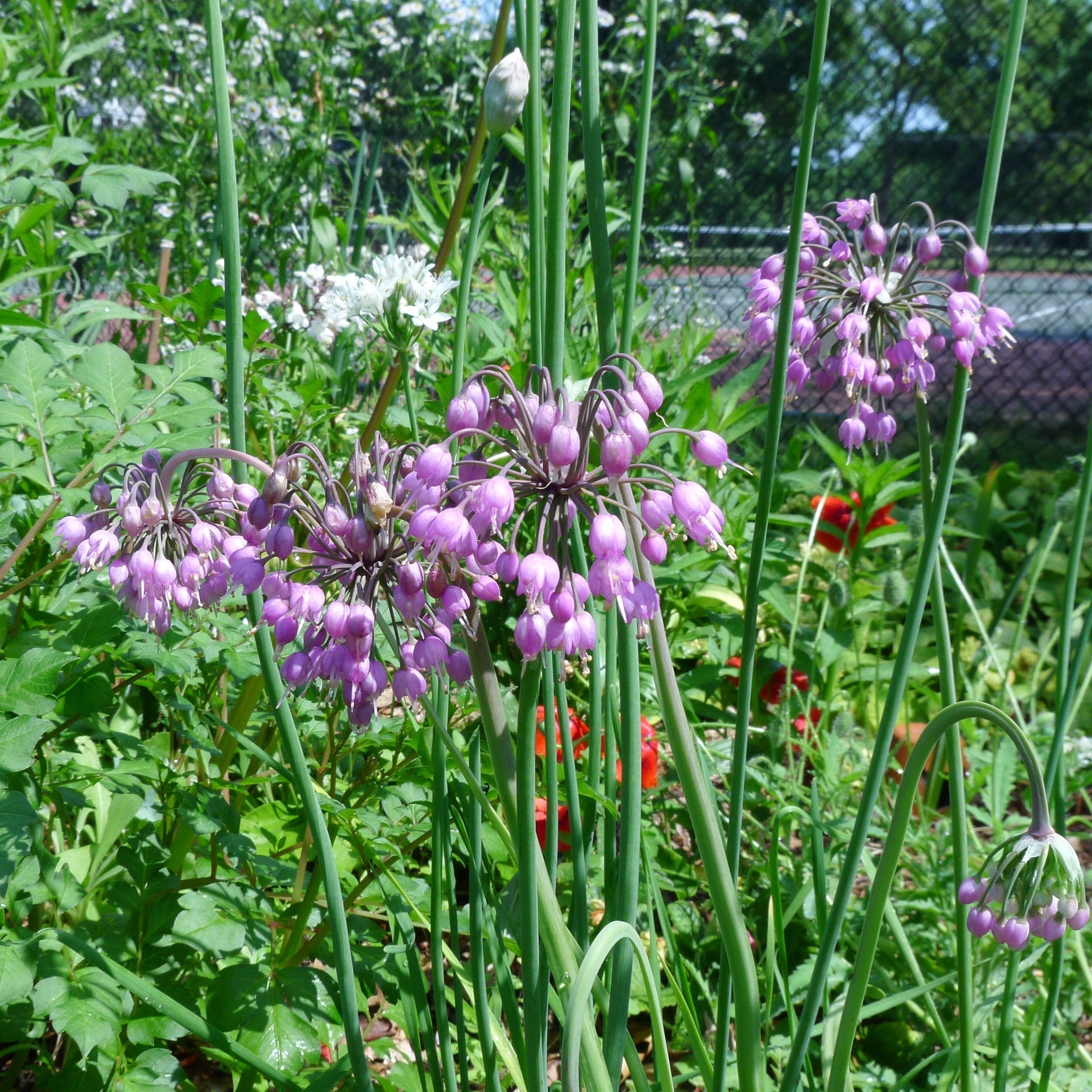 Allium cernuum  Potted Ornamental Onion Plant