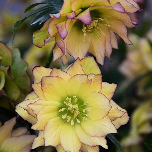 Helleborus 'Wedding Party Mix'  Potted Lenten Rose Plant