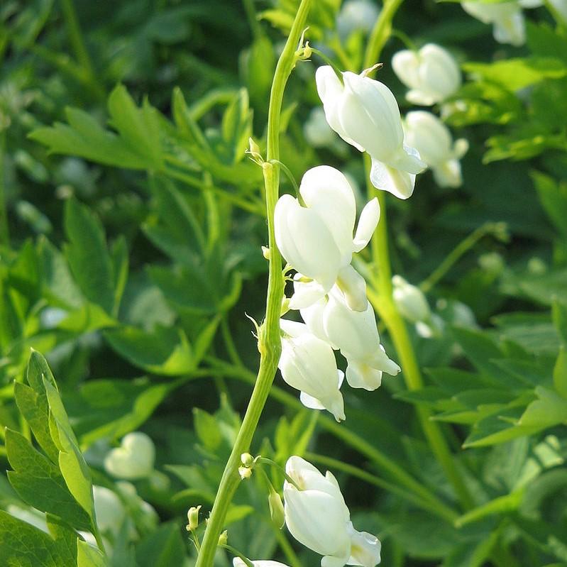 Bleeding Heart 'Alba' Potted White Bleeding Heart Plant