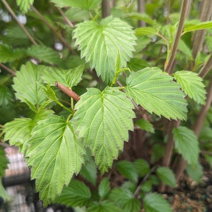 American Beauties® Native Plants Viburnum dentatum 'Plum Pudding' Potted Viburnum Bush