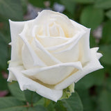 Queen Mary 2™ Bare Root Tree Rose