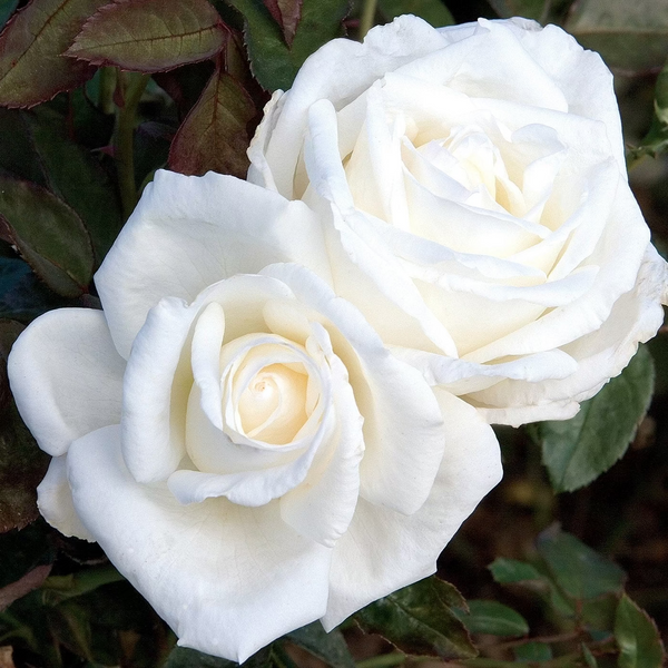 Queen Mary 2™ Bare Root Rose Bush