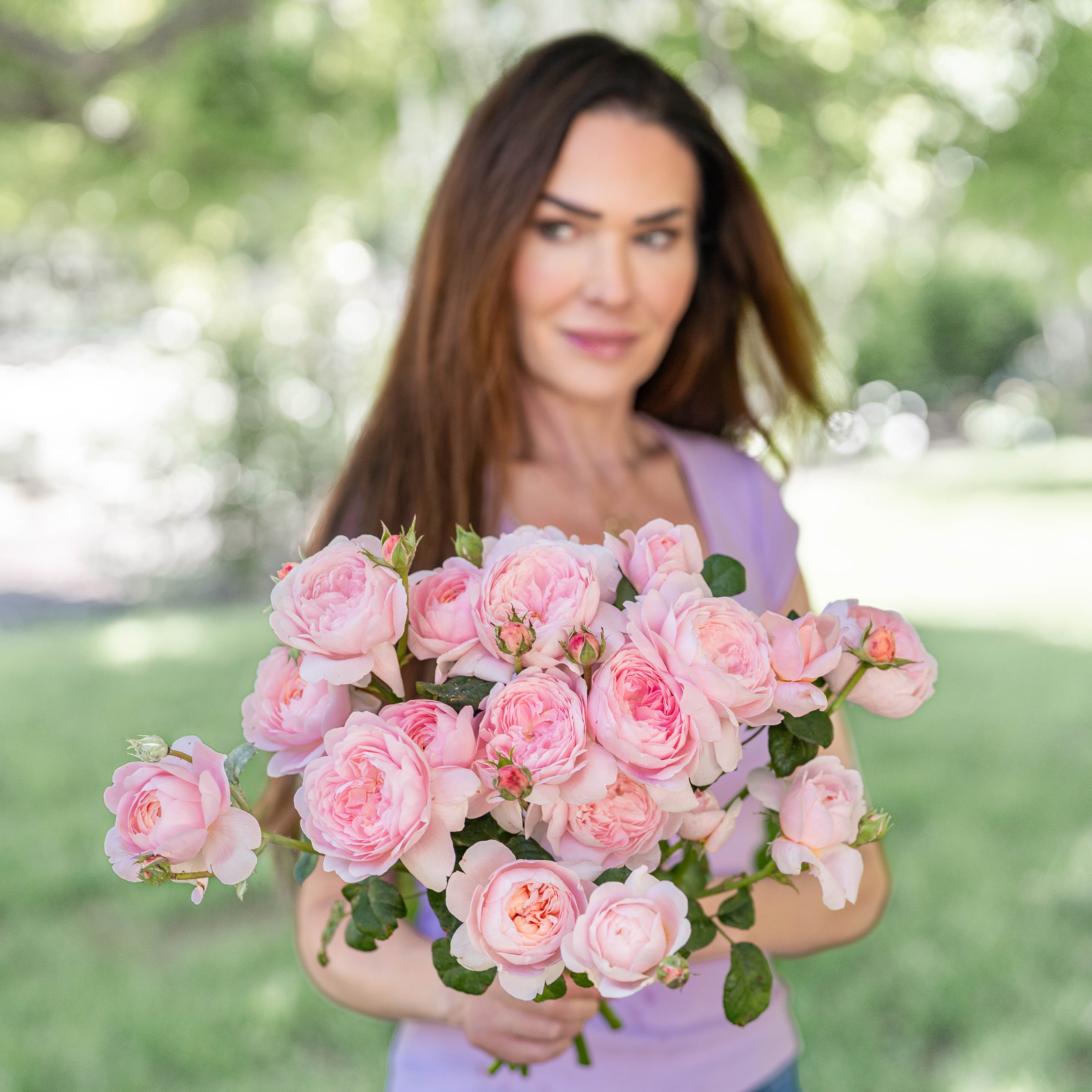 David Austin® Queen of Sweden® Potted Rose Bush