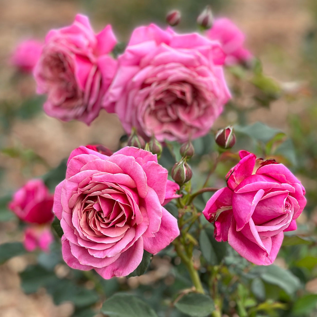 Queen of Elegance™ Bare Root Rose Bush