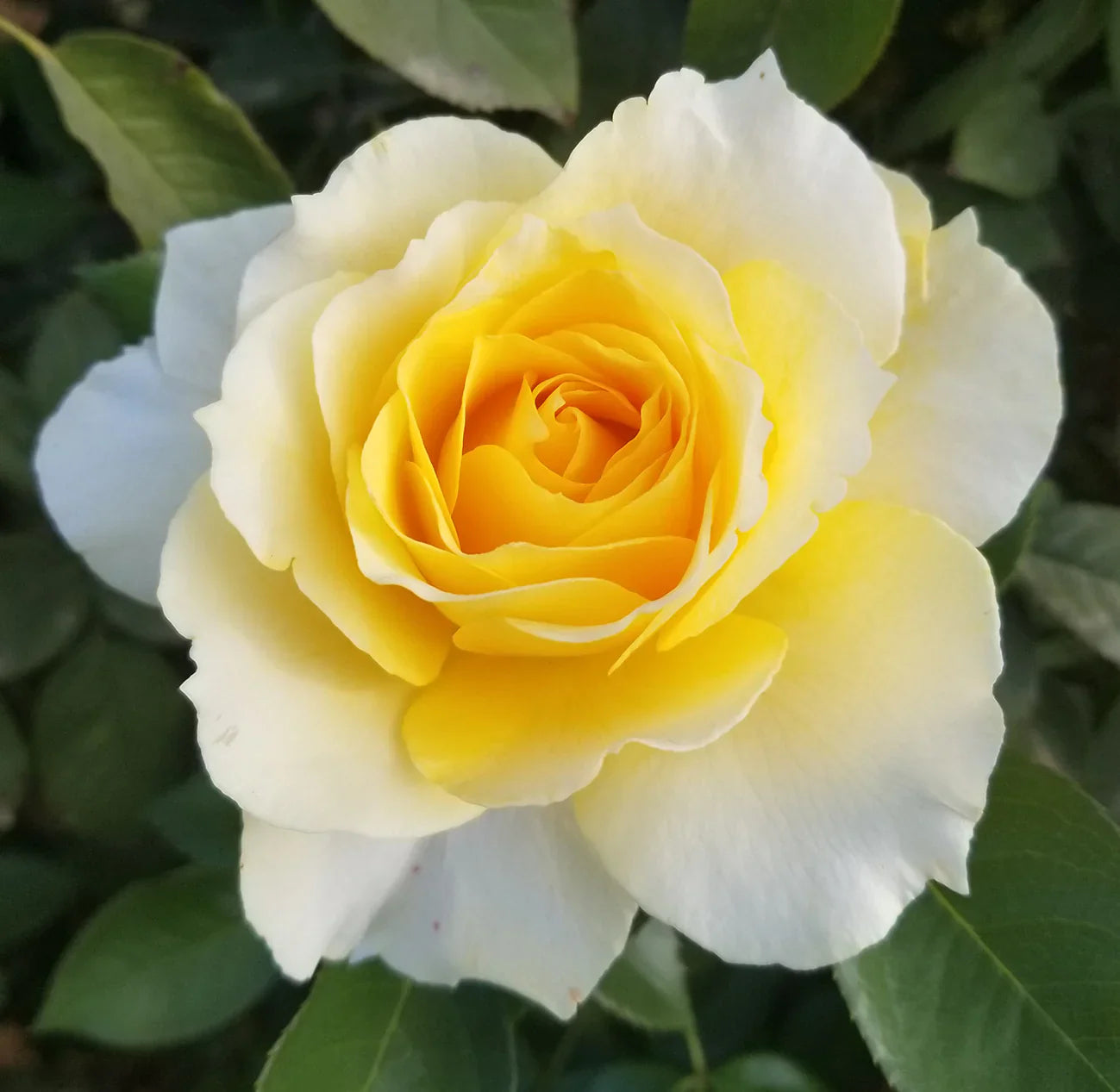 Quest for Zest™ Potted Tree Rose