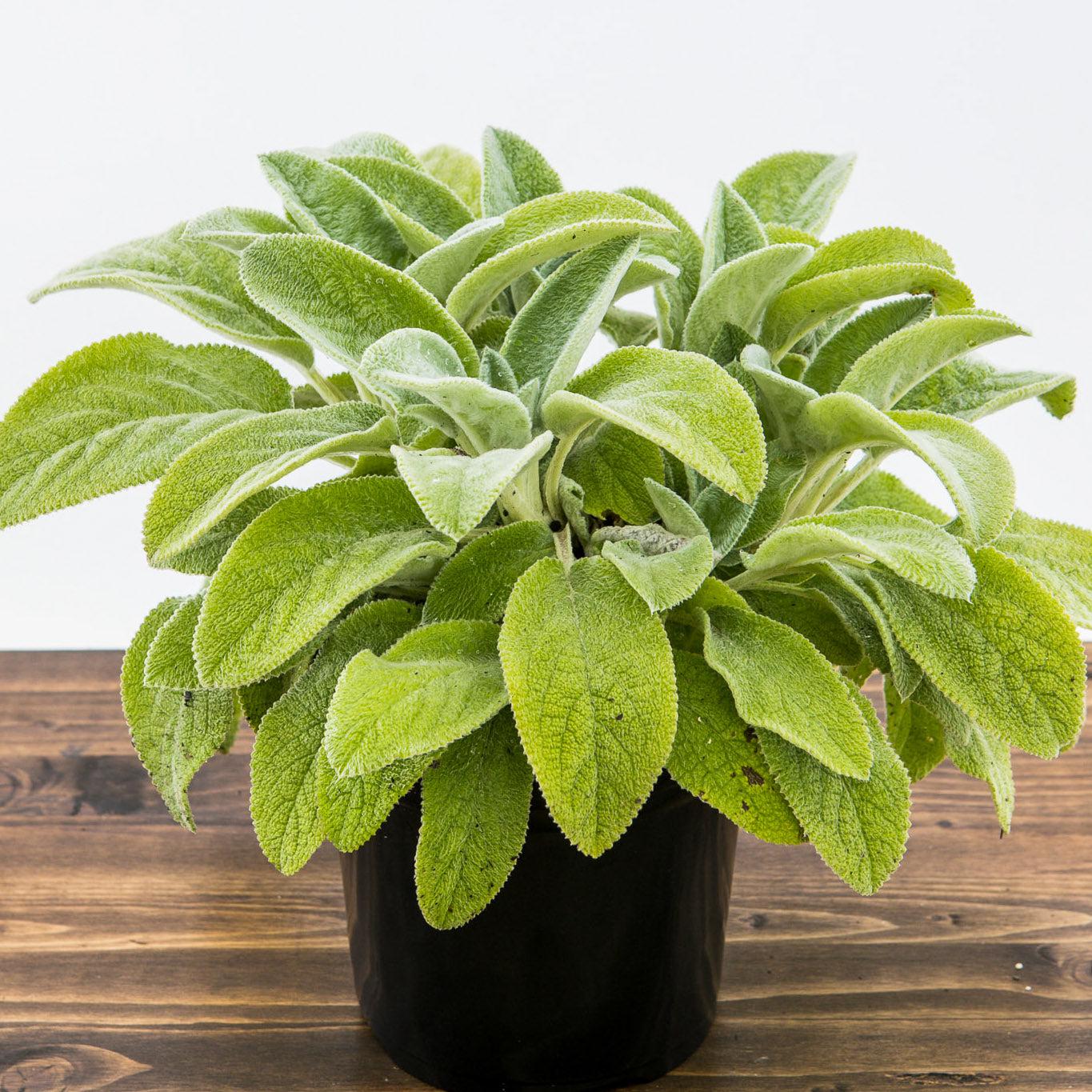 Lamb's Ear 'Helene von Stein' Potted Giant Lamb's Ear Plant